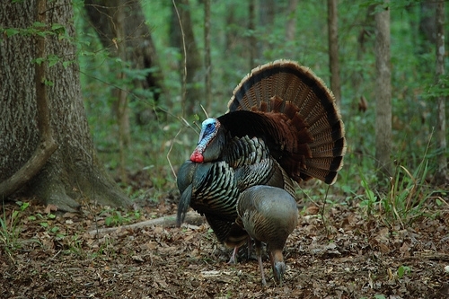 Strutting Osceola Gobbler