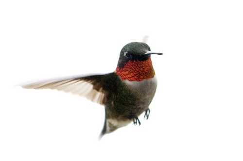 Hummingbird.JPG