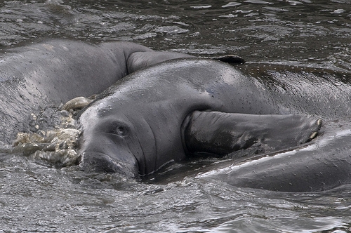 Manatee.JPG