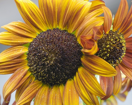 Sunflower.JPG