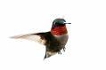 Hummingbird