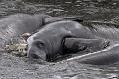 Manatee